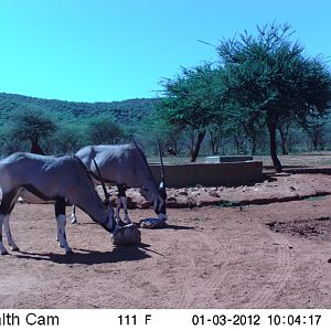 Trail Camera Namibia