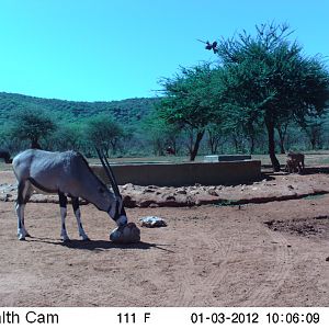 Trail Camera Namibia