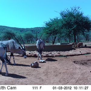 Trail Camera Namibia