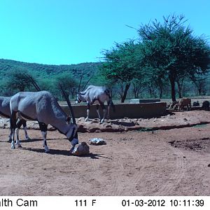 Trail Camera Namibia