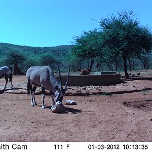 Trail Camera Namibia