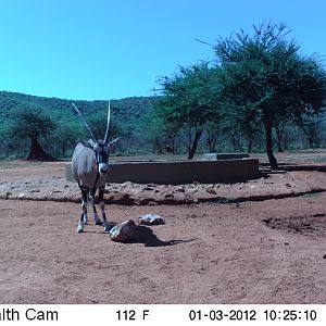 Trail Camera Namibia