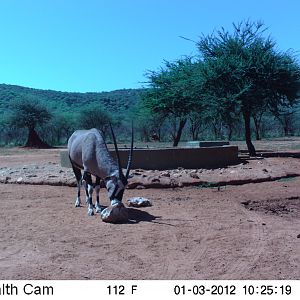 Trail Camera Namibia