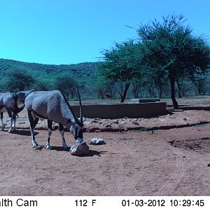 Trail Camera Namibia