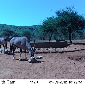 Trail Camera Namibia