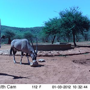 Trail Camera Namibia