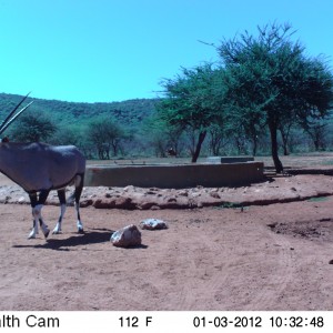 Trail Camera Namibia