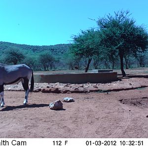 Trail Camera Namibia