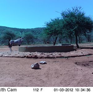 Trail Camera Namibia