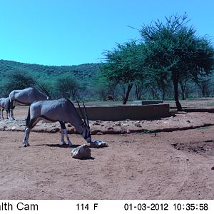 Trail Camera Namibia