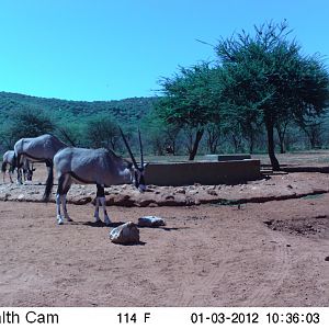 Trail Camera Namibia