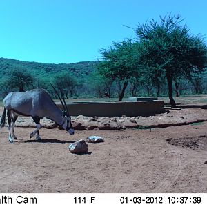 Trail Camera Namibia