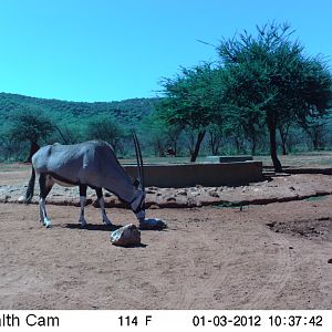 Trail Camera Namibia