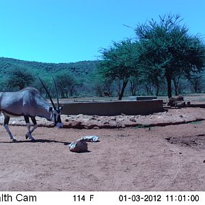 Trail Camera Namibia