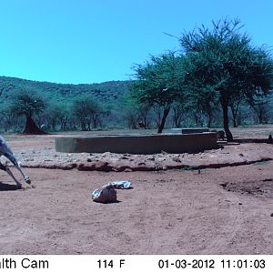 Trail Camera Namibia