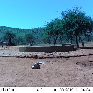 Trail Camera Namibia