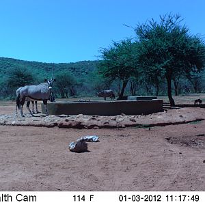 Trail Camera Namibia