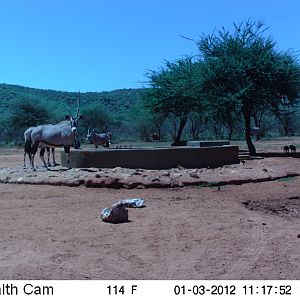 Trail Camera Namibia