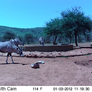 Trail Camera Namibia