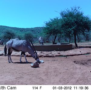 Trail Camera Namibia