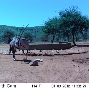 Trail Camera Namibia