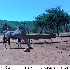 Trail Camera Namibia