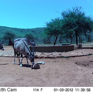 Trail Camera Namibia