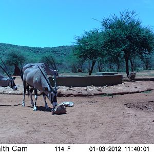 Trail Camera Namibia