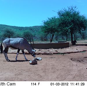 Trail Camera Namibia