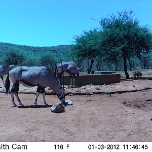 Trail Camera Namibia