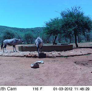 Trail Camera Namibia