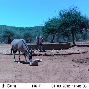 Trail Camera Namibia