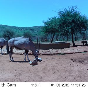 Trail Camera Namibia