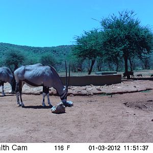 Trail Camera Namibia