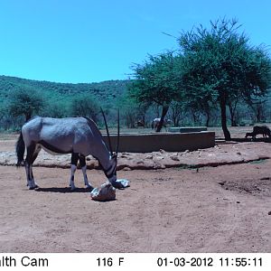 Trail Camera Namibia