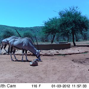 Trail Camera Namibia