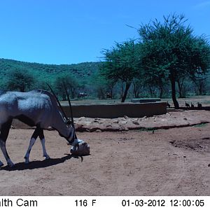 Trail Camera Namibia