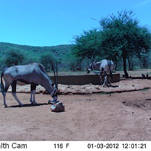 Trail Camera Namibia