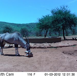 Trail Camera Namibia