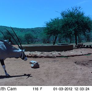 Trail Camera Namibia