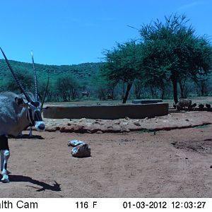 Trail Camera Namibia