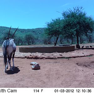 Trail Camera Namibia