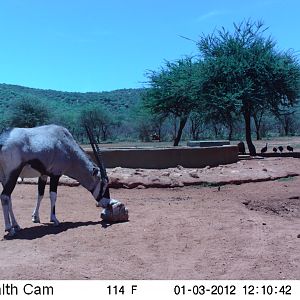 Trail Camera Namibia