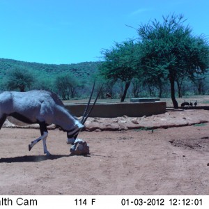 Trail Camera Namibia