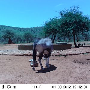 Trail Camera Namibia