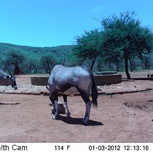 Trail Camera Namibia