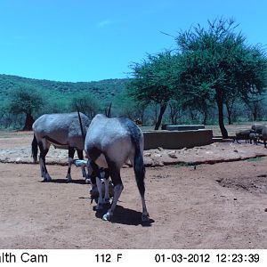 Trail Camera Namibia