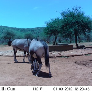 Trail Camera Namibia