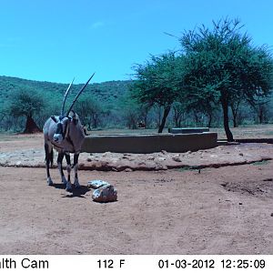 Trail Camera Namibia