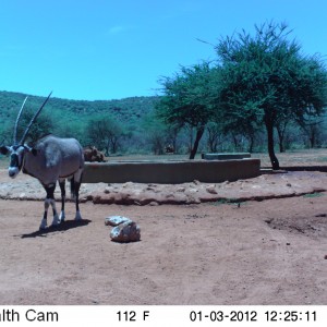 Trail Camera Namibia